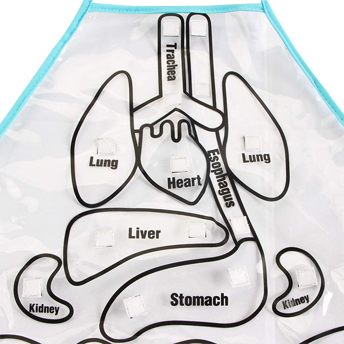 anatomy apron indication areas