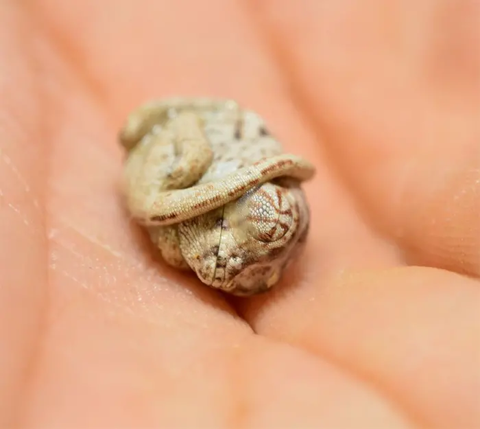 baby chameleon curled egg-shaped ball