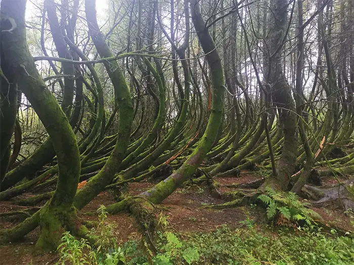 bendy trees