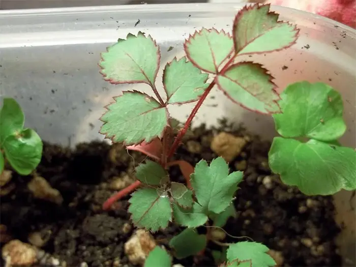 black baccara rose seedling