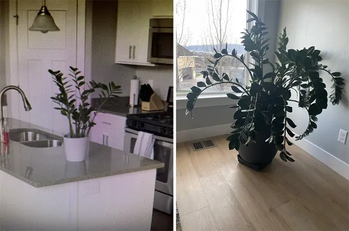 comparison images house plant turns 5