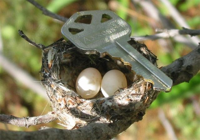 comparison images hummingbird egg vs key