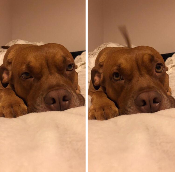 dog before and after being told cute