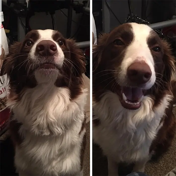 dog before and after being told good girl