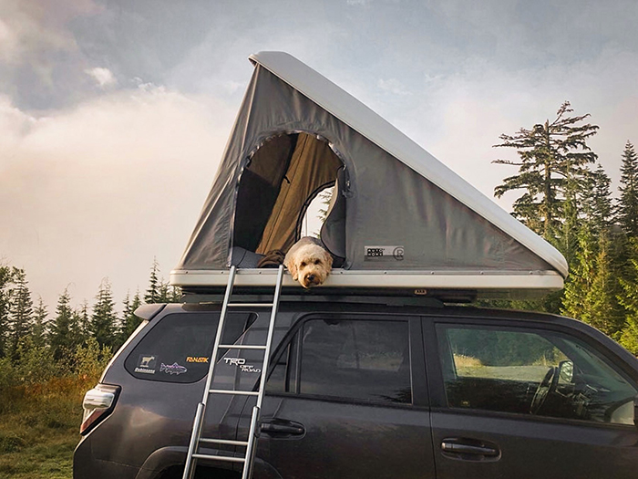 dog inside a car rooftop tent