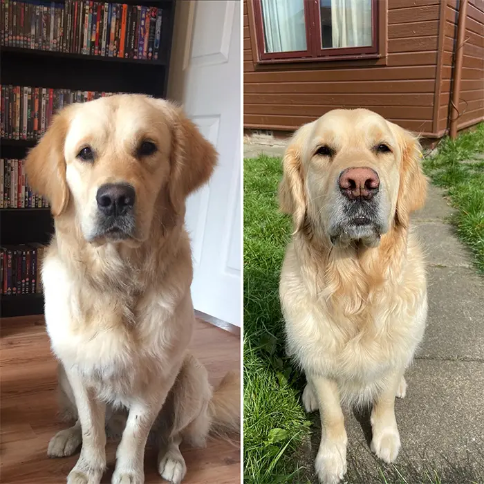 dog nose lightens over time