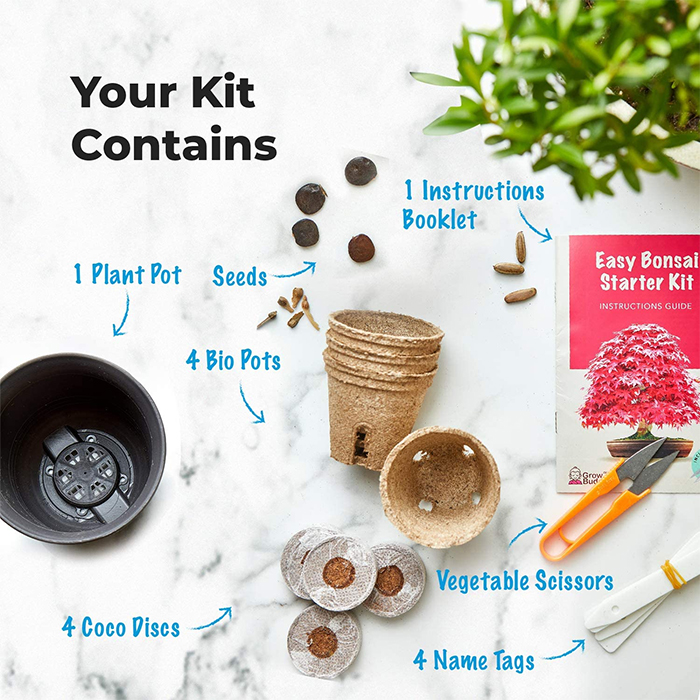 grow your own bonsai kit contains