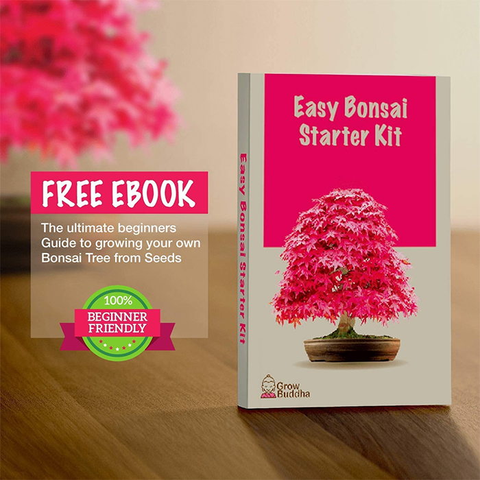 grow your own bonsai kit free ebook