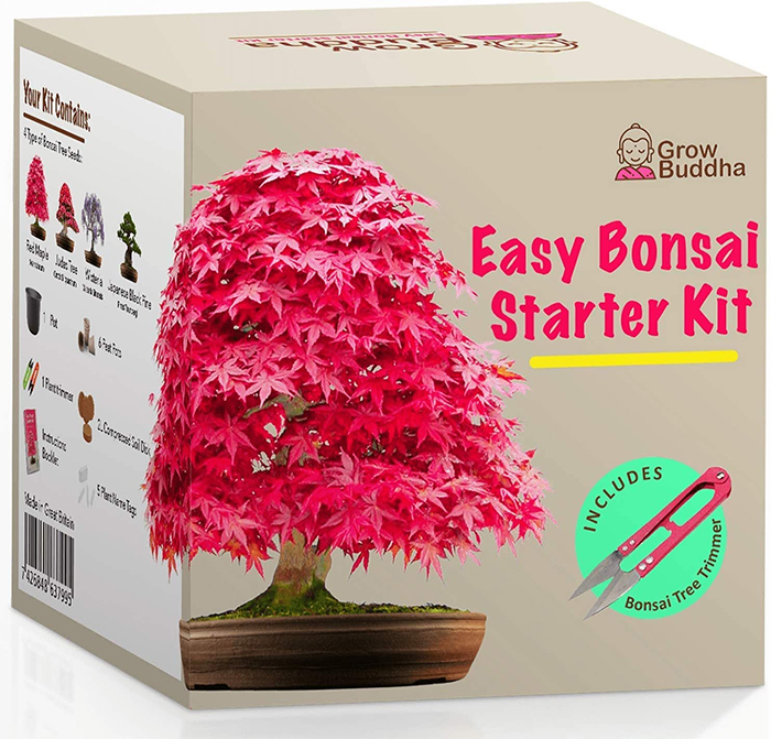grow your own bonsai kit