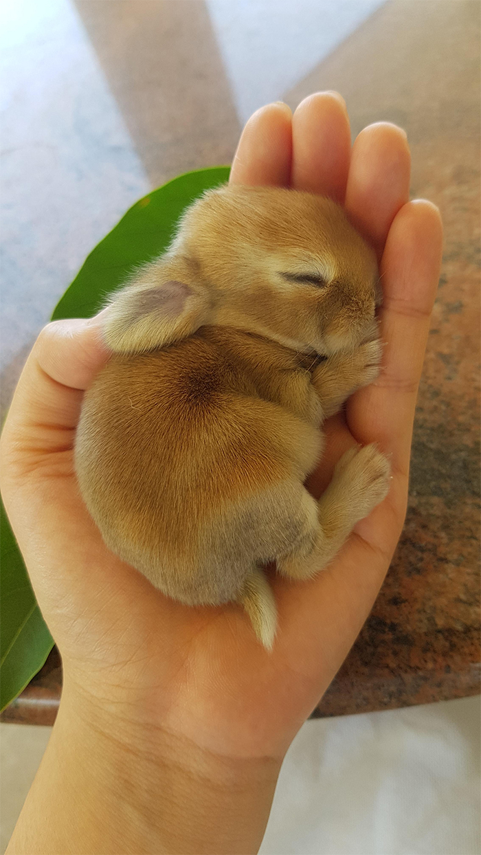 tiny rabbit sleeping on palm