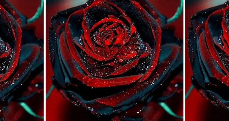 true blood roses