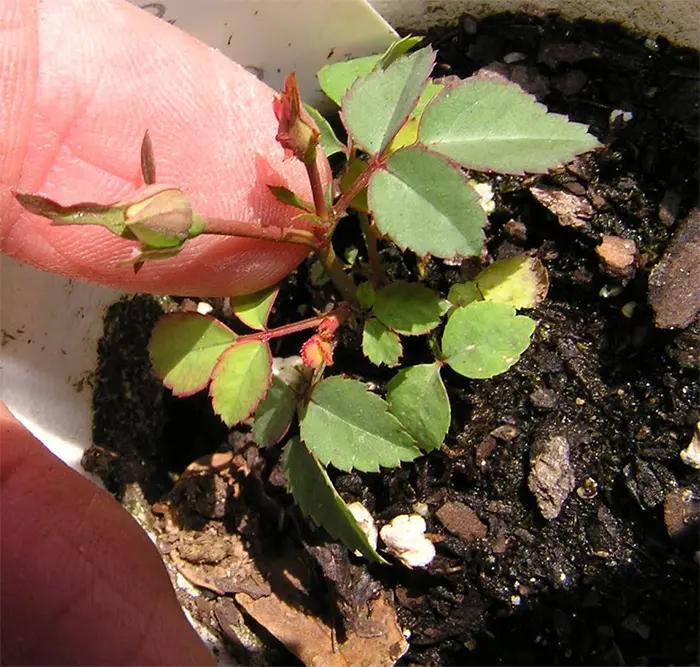 true blood roses seedlings sprout