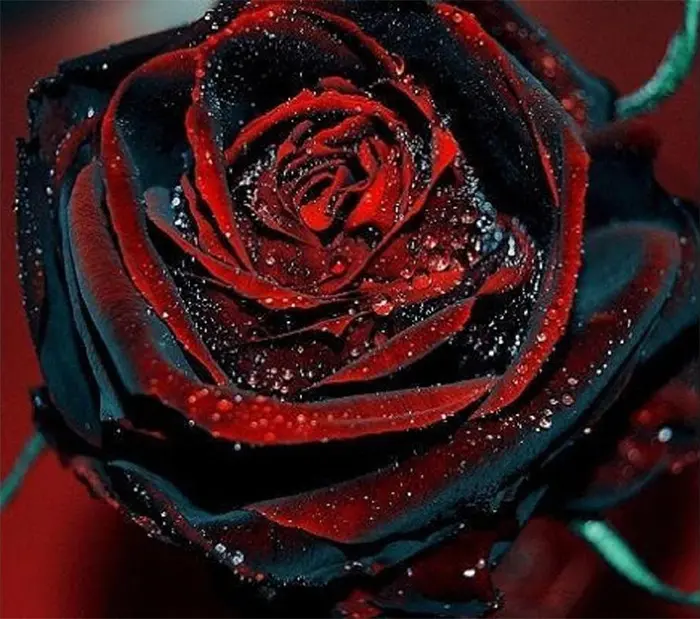 true blood roses