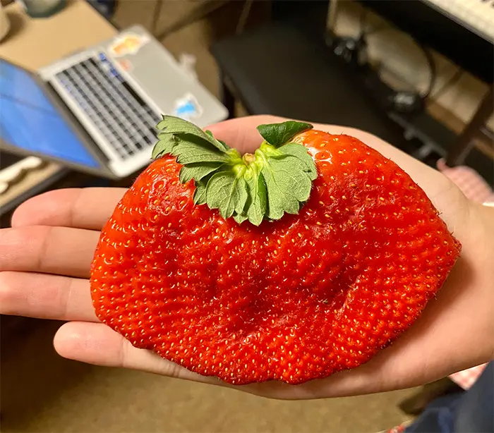 weird looking strawberry