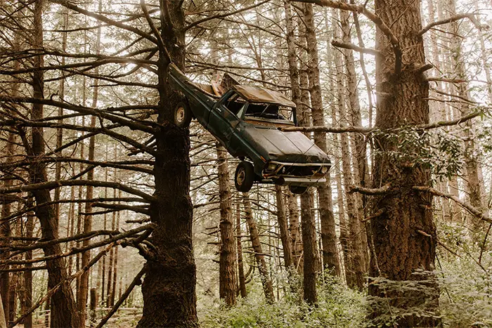 worn down car lifted by growing tree