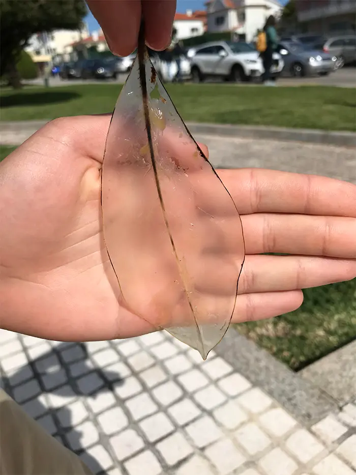 worn down transparent leaf sitting on a fountain