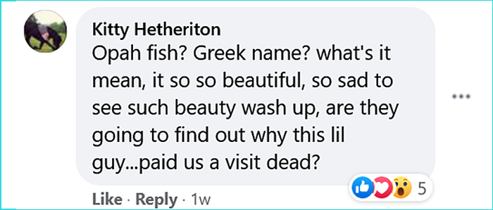 100-pound tropical fish oregon comment kitty hetheriton