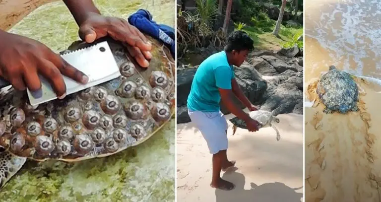 Removing Barnacles From turtles