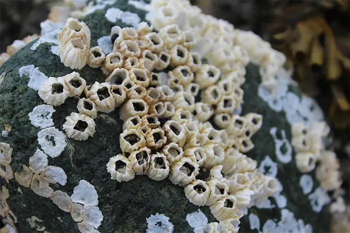 barnacles on rock