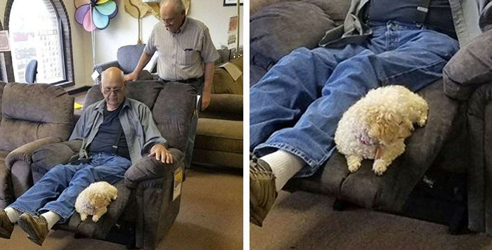 old people being wholesome grandfather bringing dog to furniture store