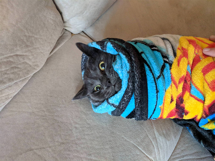pregnant women struggles swaddling practice with cat