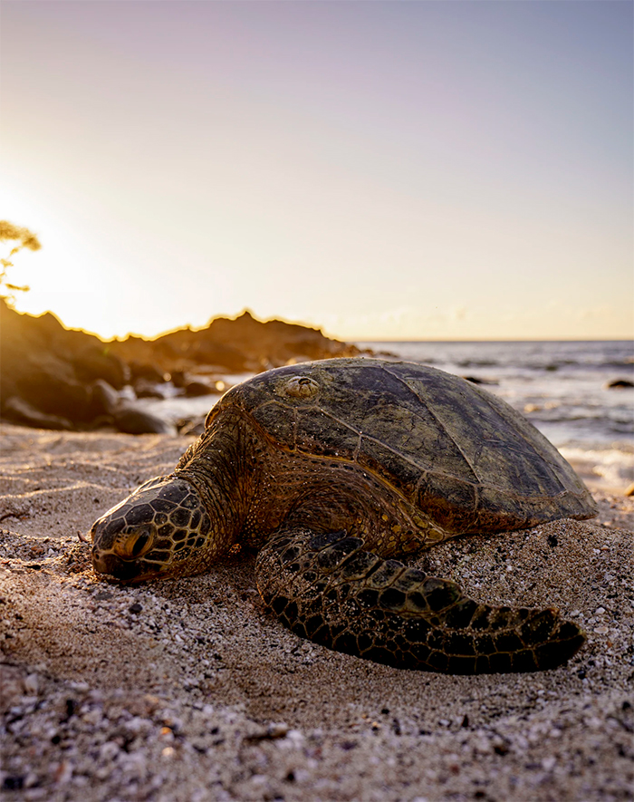 sea turtles barnacle infestation