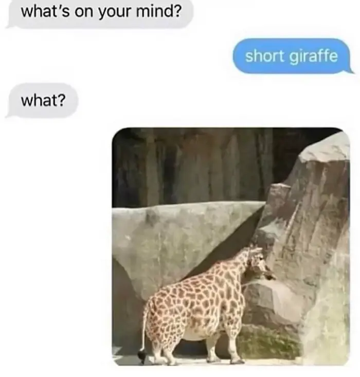 thanks i hate it short giraffe