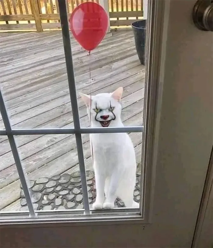 uncomfortable photos pennywise cat