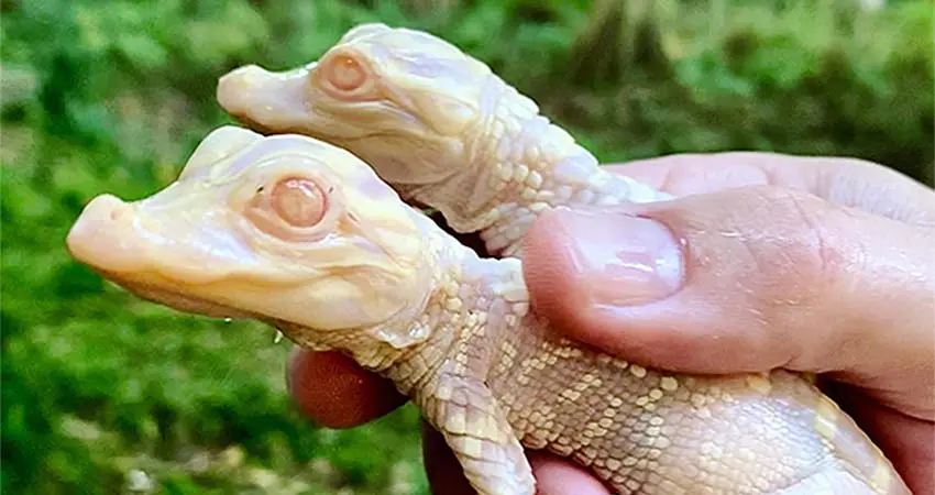 Albino Alligator Babies