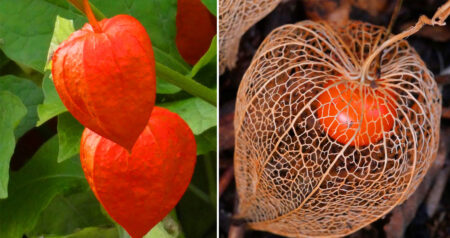 Japanese Lantern Plants