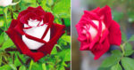 thumbnail image 2 of 100 Osiria Rose Seeds - Rare Red & White Bicolor Garden Flowers - China Rose 2 of 6