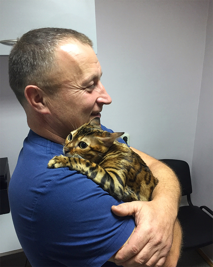 beautiful cat hugs vet