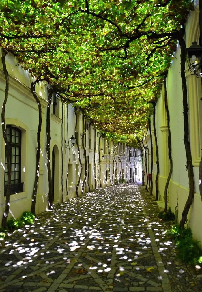 brilliant design ideas natural shade walkway spain