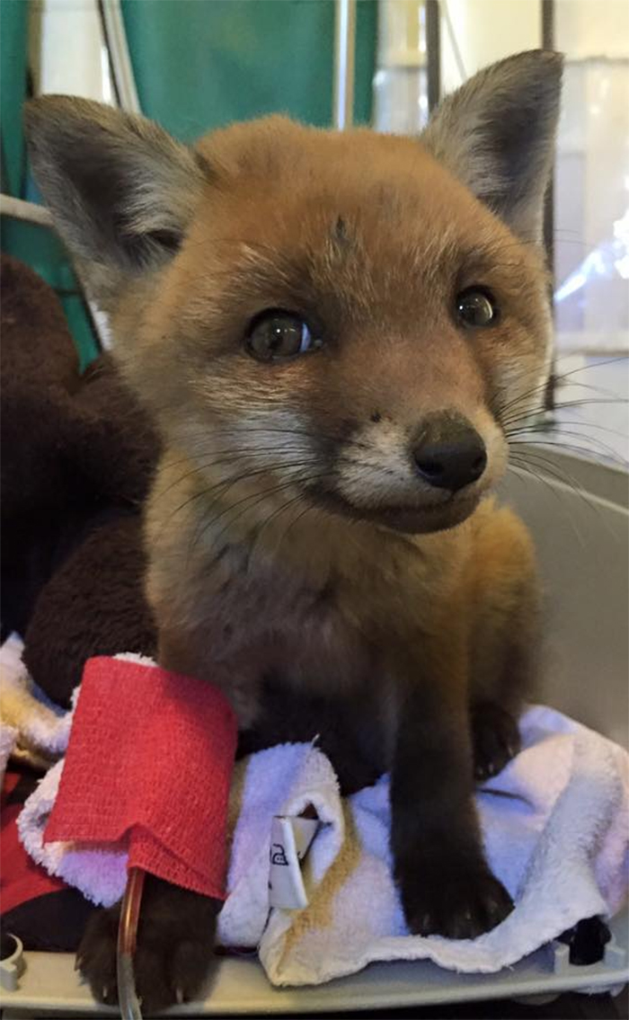 cute pets at the vet baby fox