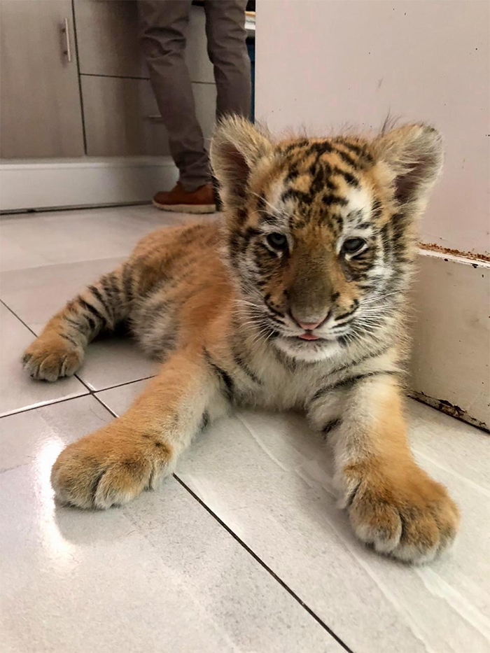 cute pets at the vet baby tiger