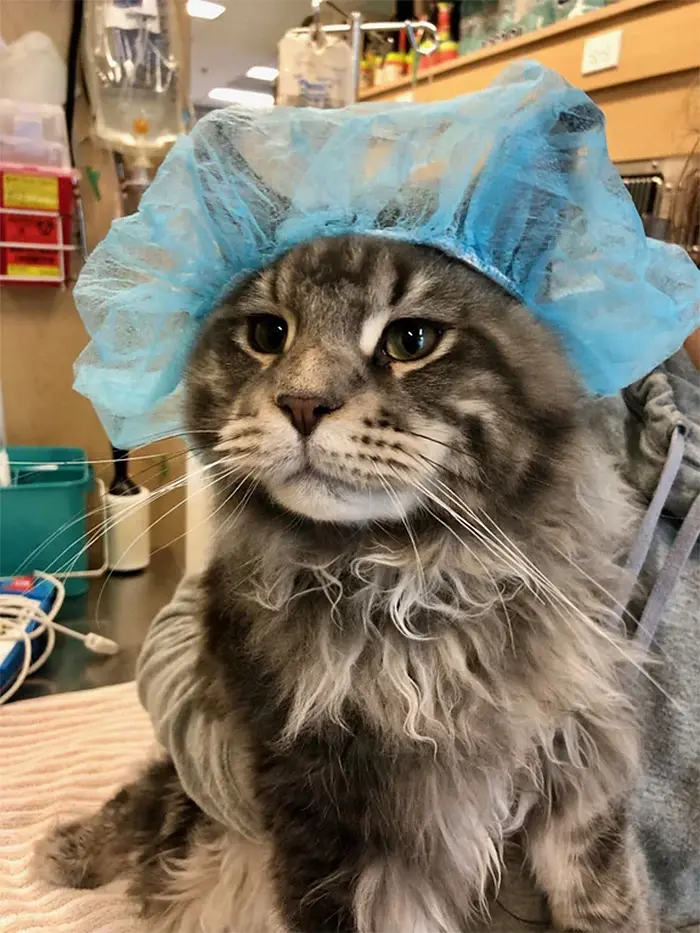 cute pets at the vet cat with surgical cap