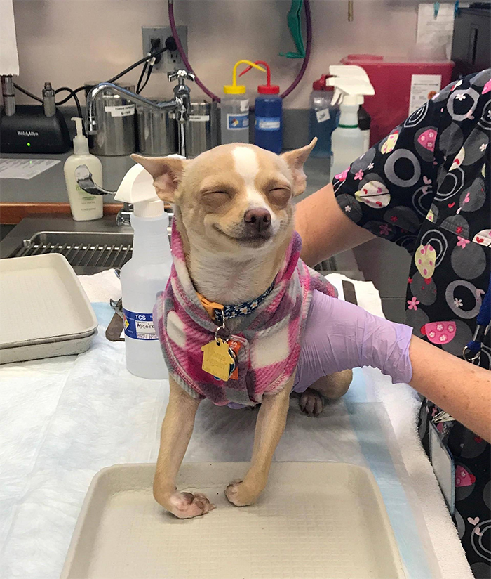 cute pets at the vet dog ate pot brownie