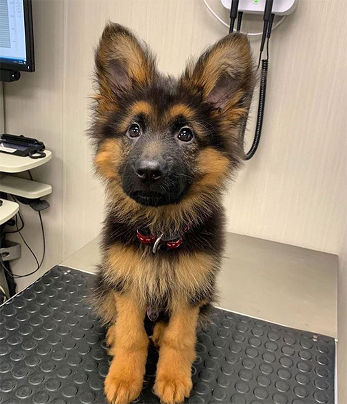 cute pets at the vet dog ears