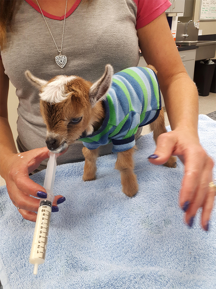 cute pets at the vet goat in clothing
