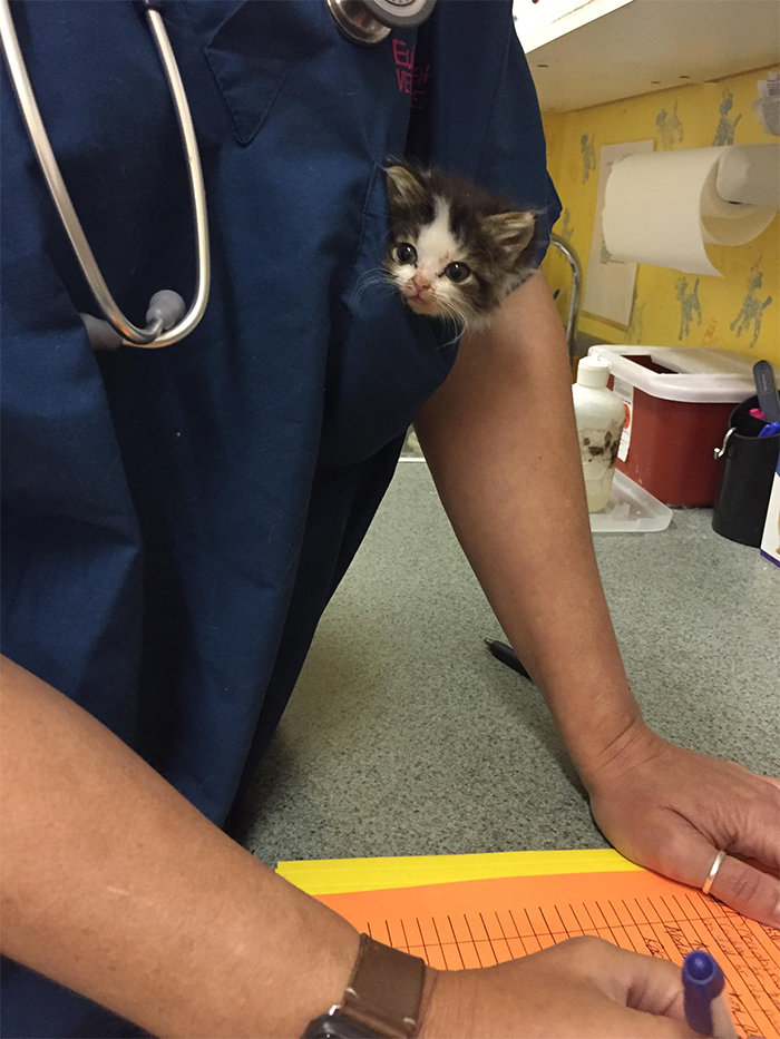 cute pets at the vet kitty in the pocket