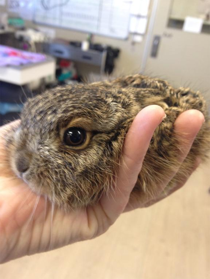 cute pets at the vet leveret