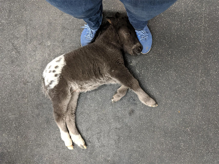 cute pets at the vet little horse sleeping