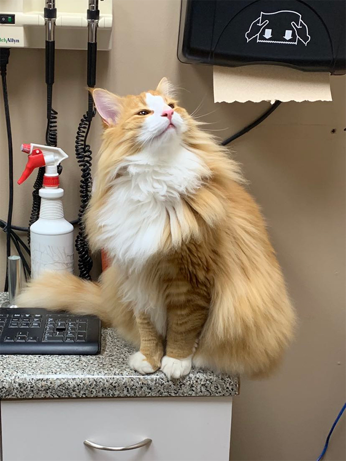 cute pets at the vet magnificent cat feeling proud