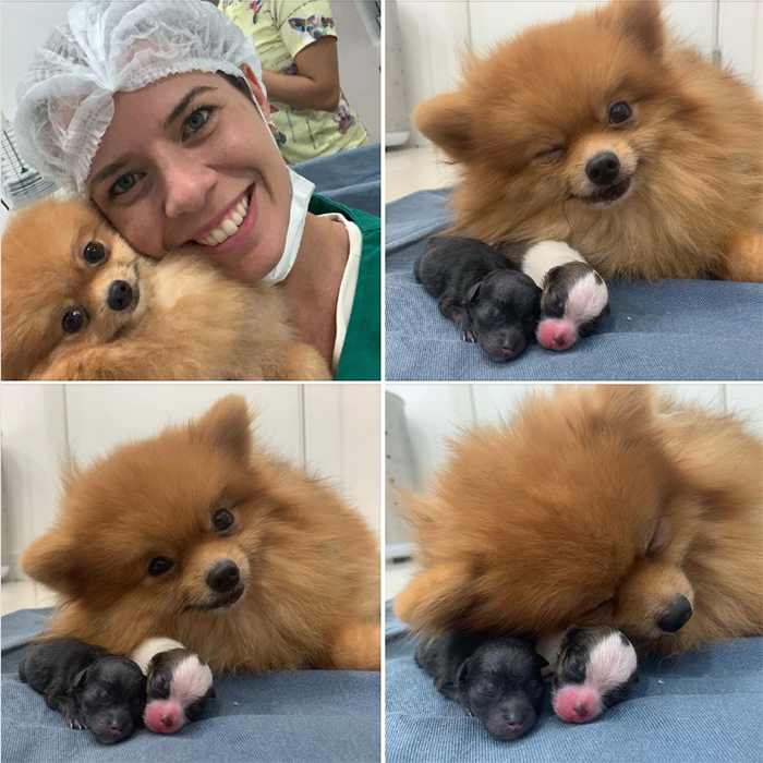 cute pets at the vet proud mum