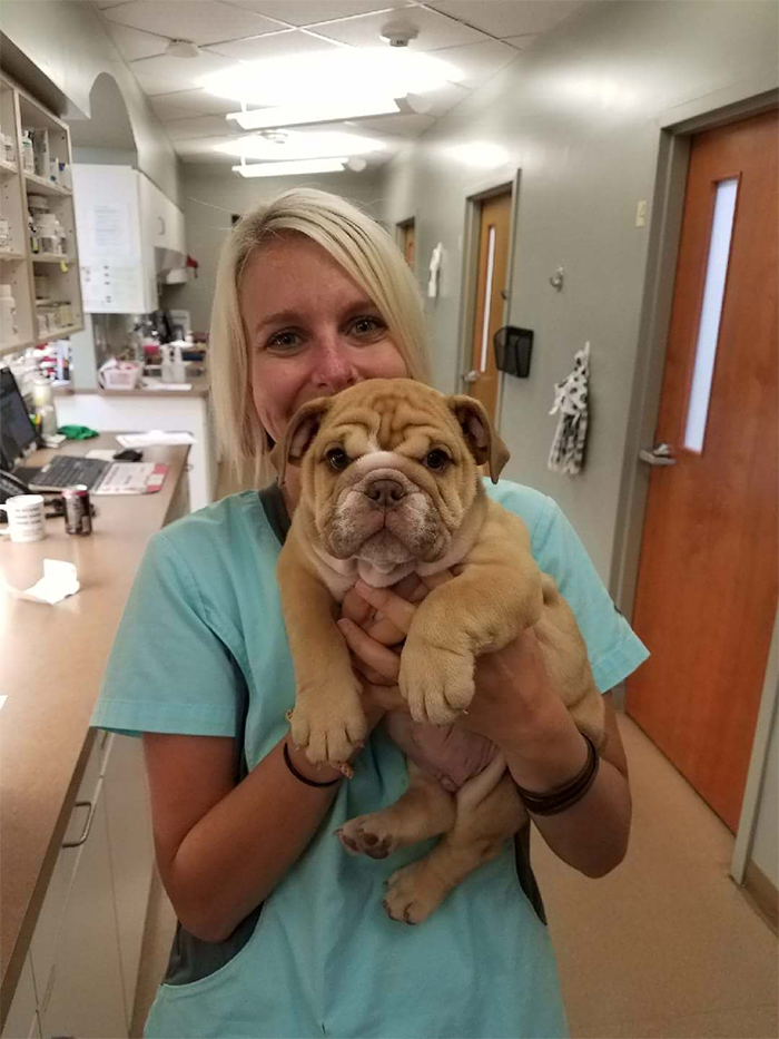 cute pets at the vet shar pei dog