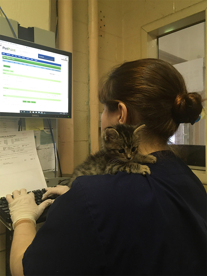 cute pets at the vet shoulder kitten