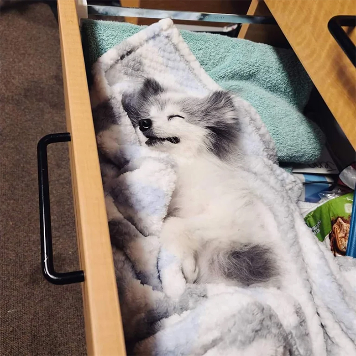 cute pets at the vet sleeping pomeranian in the desk