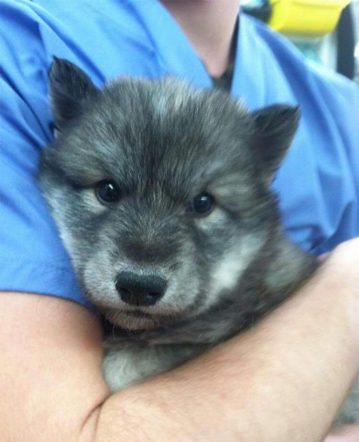 cute pets at the vet wolf pupper