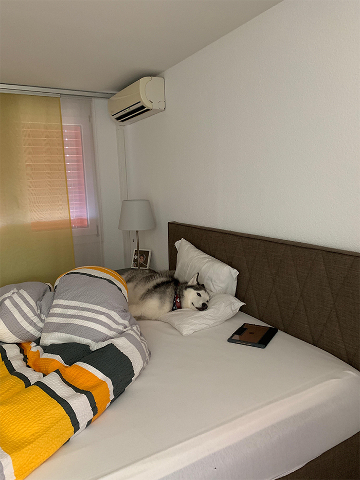 dog chilling in bed ac room