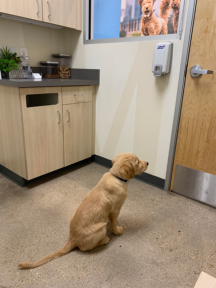 dog waiting for his crush vet